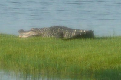 Gator_In_Lake_7-07.JPG