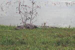 Gator_in_Lake-005-t.jpg