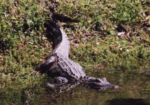 Gator_in_Lake-006-t.jpg