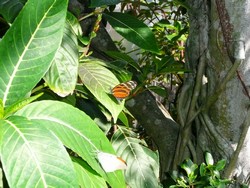 Butterfly_World-09-t.jpg