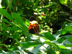 Butterfly_World-14-t.jpg