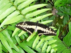 Butterfly_World-15-t.jpg