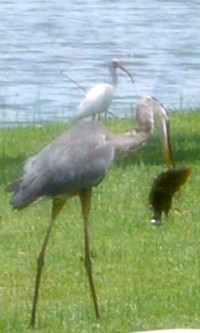 Heron_2.JPG