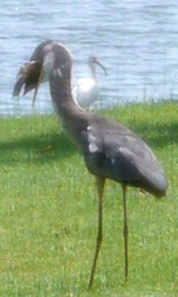 Heron_3.JPG