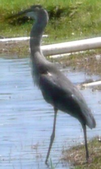 Heron_4.JPG