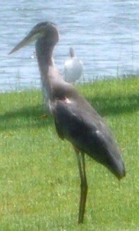 Heron_5.JPG