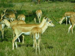 Lion_Country_Safari-14-t.jpg