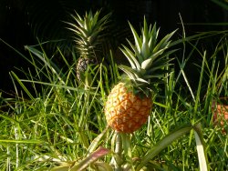 pineapple1.JPG