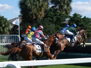 Steeplechase 11-08-026-t.jpg