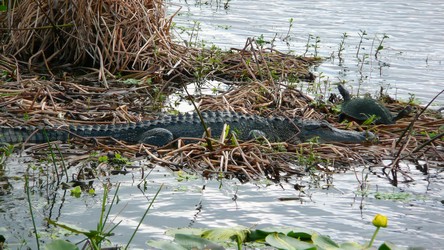 Wetlands-08-t.jpg