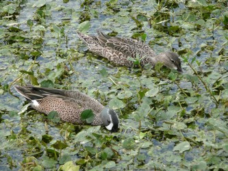 Wetlands-16-t.jpg