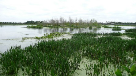 Wetlands-20-t.jpg